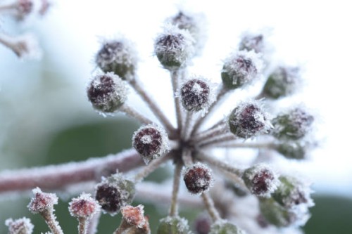 ivy covered with hoarfrost - garden decoration stock pictures, royalty-free photos & images