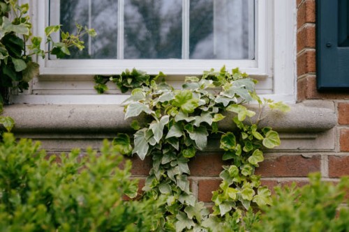 ivy grows on window sill - garden decoration stock pictures, royalty-free photos & images
