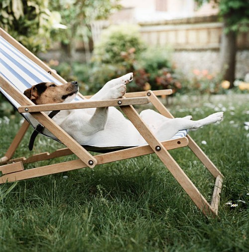 jack russell terrier dog lying on back in deck chair in garden - garden decoration photos et images de collection