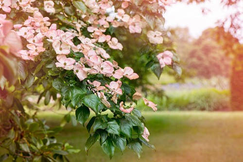 japanese dogwood pink flowers - garden decoration stock pictures, royalty-free photos & images