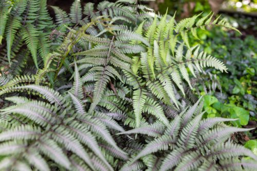 japanese painted fern - garden decoration stock pictures, royalty-free photos & images