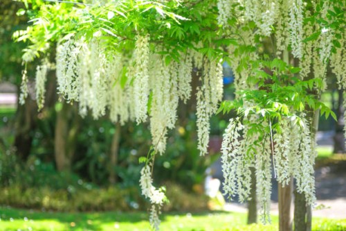 japanese wisteria (wisteria floribunda) - garden decoration stock pictures, royalty-free photos & images