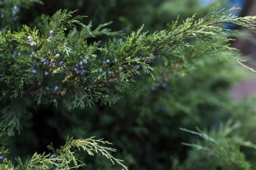 juniper branches with berries (juniperus virginiana) - garden decoration stockfoto's en -beelden