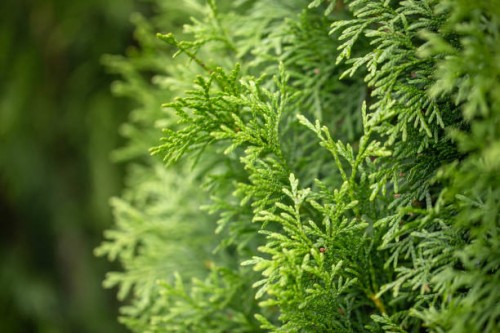 juniper tree leaf - garden decoration stock pictures, royalty-free photos & images