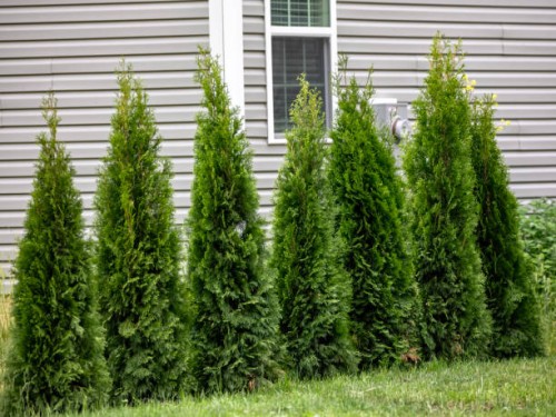 juniper trees - garden decoration stock pictures, royalty-free photos & images