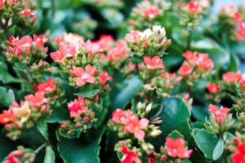 kalanchoe flower in the garden - garden decoration stock pictures, royalty-free photos & images