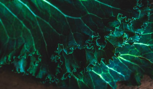 kale leaves close up - food stock pictures, royalty-free photos & images