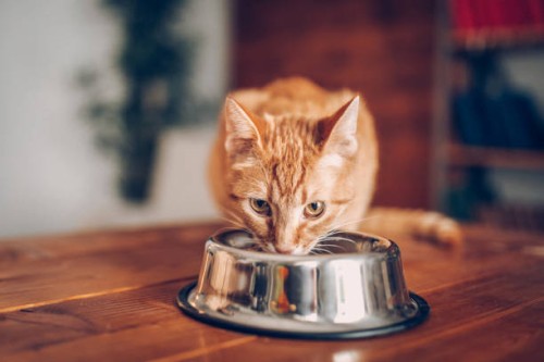 kat eten uit de kom - food stockfoto's en -beelden