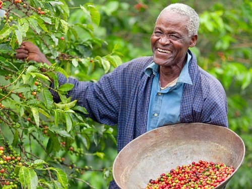 kenyan fair trade coffee farmer - coffee stockfoto's en -beelden
