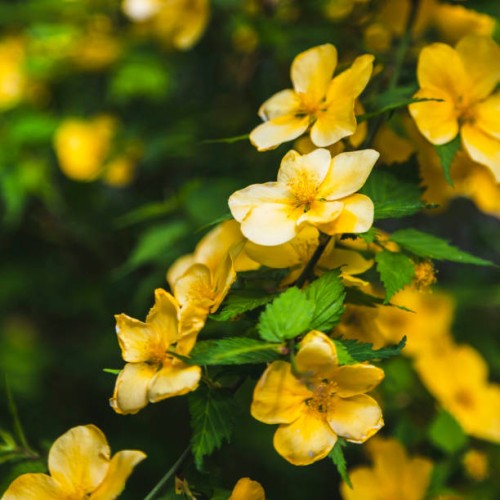 kerria japonica flowers - garden decoration stock pictures, royalty-free photos & images