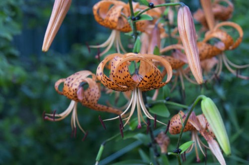 khabarovsk,russia - garden decoration stock pictures, royalty-free photos & images