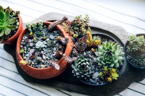 kitchen windowsill with home plants against window. - garden decoration stock-fotos und bilder
