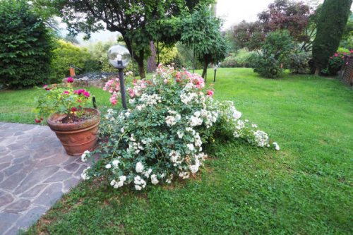 landscaped italian garden patio with roses - garden decoration stock pictures, royalty-free photos & images