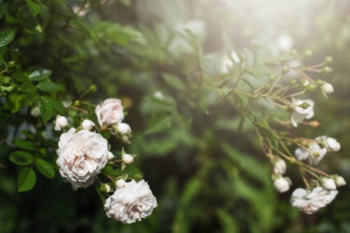 large pink rose flowers on bushes in garden in summer close-up and copy. - garden decoration stock pictures, royalty-free photos & images