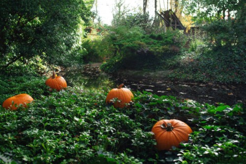 large pumpkins outside near green vegetation. festive background. happy halloween. - garden decoration stockfoto's en -beelden