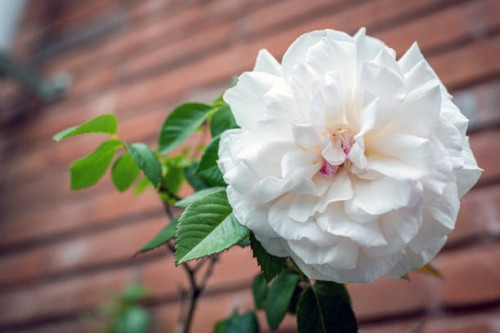 large white rose against a brick wall - garden decoration stock pictures, royalty-free photos & images