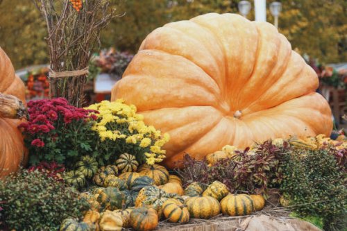 large yellow and small colorful organic pumpkins at the farm market - garden decoration stock pictures, royalty-free photos & images