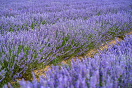 lavender field - garden decoration stock pictures, royalty-free photos & images