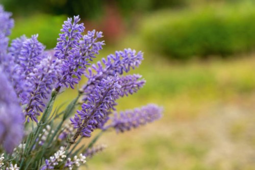 lavender flower close up shot - garden decoration stock pictures, royalty-free photos & images