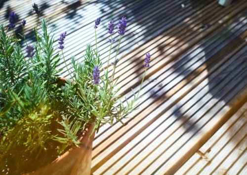 lavender flowers plant on patio in summer - garden decoration stock pictures, royalty-free photos & images