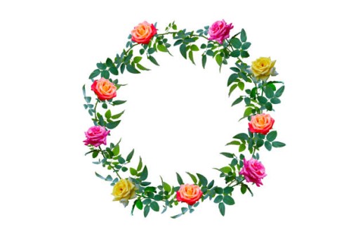 leaves and roses in circles on white background. isolate - garden decoration stock pictures, royalty-free photos & images