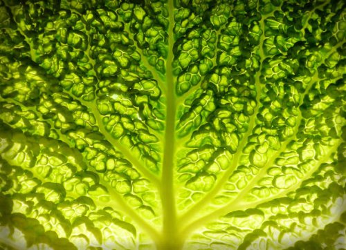 lettuce leaf detail - food stock pictures, royalty-free photos & images