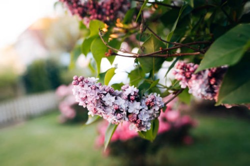 lilac flowers in springtime - garden decoration stock pictures, royalty-free photos & images