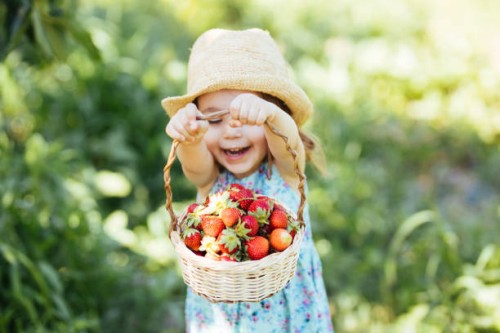 little girl picking strawberry on a farm field - food stock pictures, royalty-free photos & images