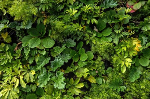 living wall vertical garden on a building exterior - garden decoration stock pictures, royalty-free photos & images