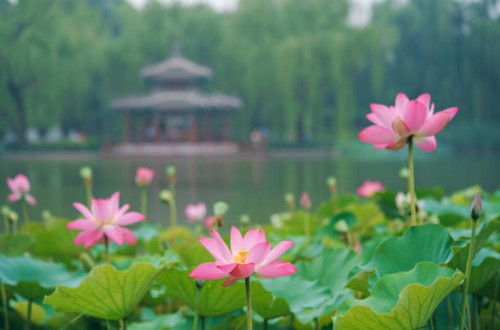 lotus flowers in classical chinese gardens - garden decoration stock pictures, royalty-free photos & images