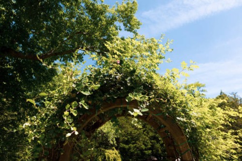 lush vine covered garden trellis with arch detail - garden decoration stock pictures, royalty-free photos & images
