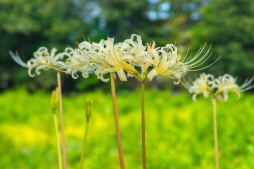 lycoris albiflora (white spider lily) : side view - garden decoration stock pictures, royalty-free photos & images