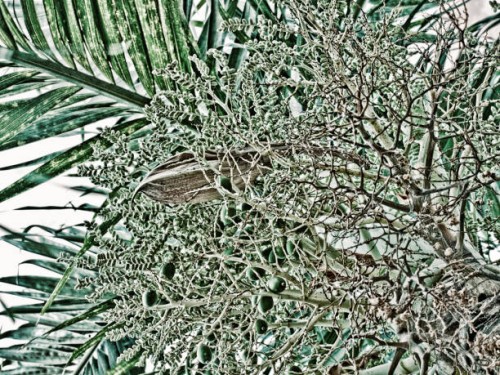 lysergic garden - garden decoration stock-fotos und bilder