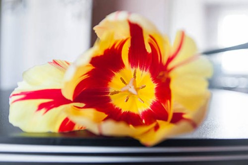 macro tulip - garden decoration stock pictures, royalty-free photos & images