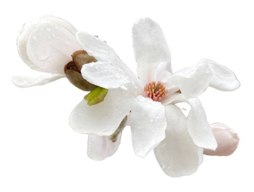 magnolia loebneri merrill isolated on white background - garden decoration stockfoto's en -beelden