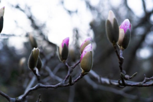 magnolia tree coming into bloom in early spring - garden decoration stock pictures, royalty-free photos & images