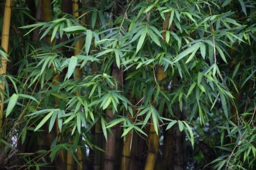 majestic ,large yellow golden bamboo plant, looking beautiful in rains. bambusa vulgaris. poaceae family. - garden decoration stock pictures, royalty-free photos & images