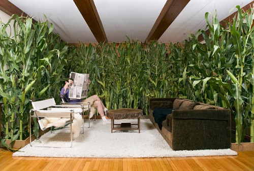 man reading paper in room with corn - home decoration stock pictures, royalty-free photos & images