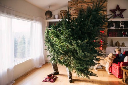 man setting up a christmas tree in the living room with son and dog sitting on a couch - home decoration photos et images de collection