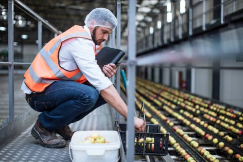 man sorting out apples in food processing plant - food stockfoto's en -beelden