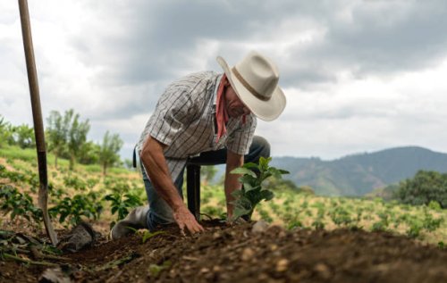 man sowing the land at a farm - coffee stock pictures, royalty-free photos & images