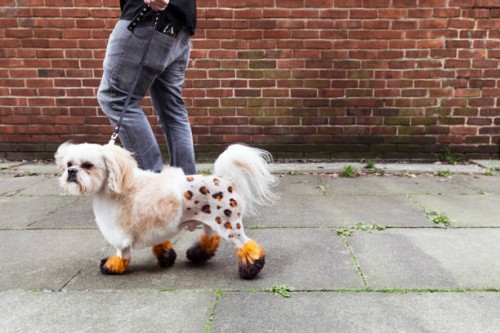 man walking groomed dog with dyed shaved fur - fashion stock pictures, royalty-free photos & images