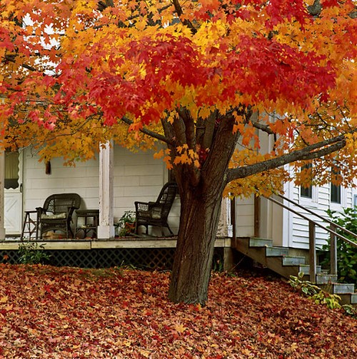 maple (acer) tree and verandah, new england, usa - garden decoration photos et images de collection