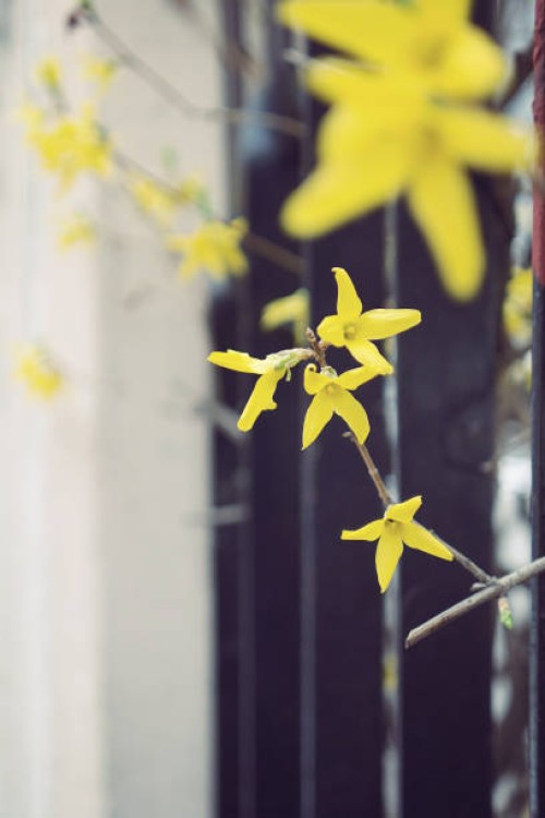 mar 31, 2015. - garden decoration stock pictures, royalty-free photos & images