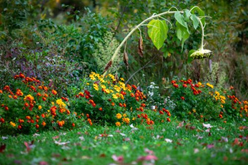 marigold flowers in backyard - garden decoration stock pictures, royalty-free photos & images