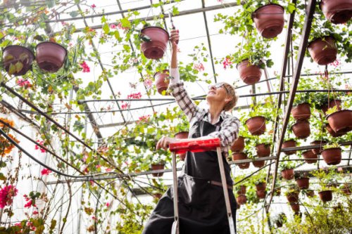 mature florist climbing on a ladder in greenhouse reaching potted plant - garden decoration stock pictures, royalty-free photos & images