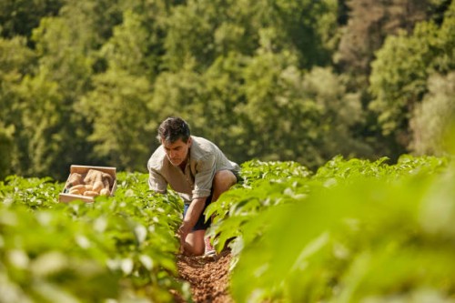 mature man harvesting potatoes on field - food stock pictures, royalty-free photos & images