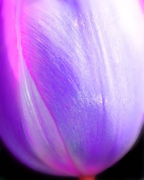 meet virginia - garden decoration stock pictures, royalty-free photos & images