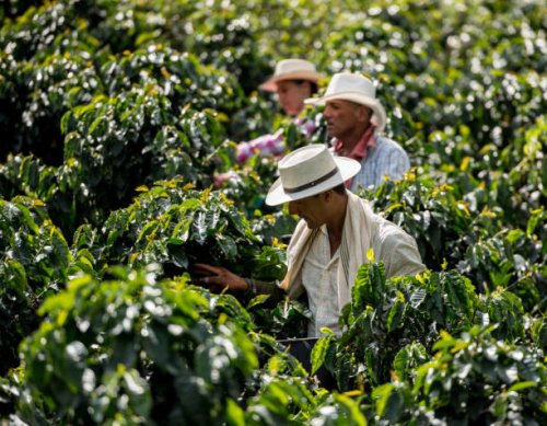 men working at a coffee farm collecting coffee beans - coffee stock pictures, royalty-free photos & images