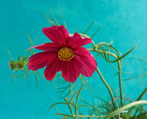 mexican aster - garden decoration stock pictures, royalty-free photos & images